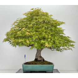 Acer palmatum arakawa I-7100