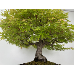 Acer palmatum arakawa I-7100 view 2