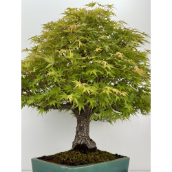 Acer palmatum arakawa I-7100 vista 3