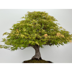 Acer palmatum arakawa I-7100 view 5