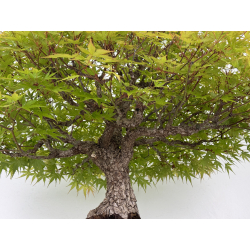 Acer palmatum arakawa I-7100 view 6
