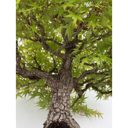 Acer palmatum arakawa I-7100 vista 4