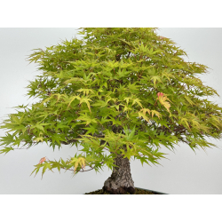 Acer palmatum arakawa I-7100 view 7