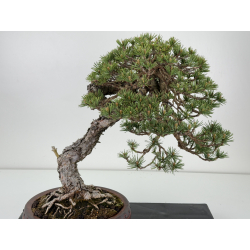 Pinus sylvestris - pino silvestre europeo - I-7103 vista 2