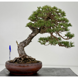 Pinus sylvestris - pino silvestre europeo - I-7103