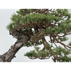 Pinus sylvestris - pino silvestre europeo - I-7103 vista 3