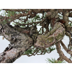 Pinus sylvestris - pino silvestre europeo - I-7103 vista 4