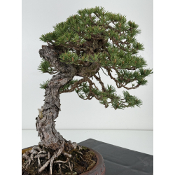 Pinus sylvestris - pino silvestre europeo - I-7103 vista 5