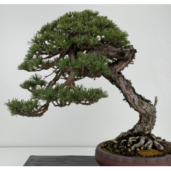 Pinus sylvestris - pino silvestre europeo - I-7103 vista 7