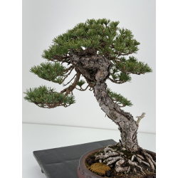 Pinus sylvestris - pino silvestre europeo - I-7103 vista 6