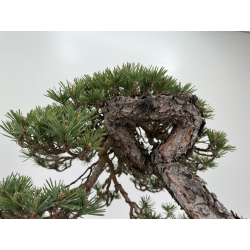Pinus sylvestris - pino silvestre europeo - I-7103 vista 8