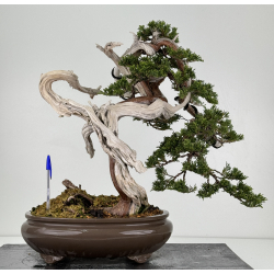 Juniperus sabina -sabina rastrera- A00921