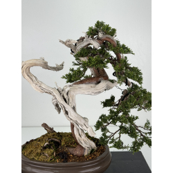 Juniperus sabina -sabina rastrera- A00921 vista 2