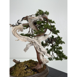 Juniperus sabina -sabina rastrera- A00921 vista 3