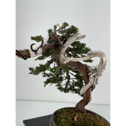 Juniperus sabina -sabina rastrera- A00921 vista 4
