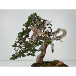 Juniperus sabina -sabina rastrera- A00921 vista 5