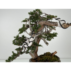 Juniperus sabina -sabina rastrera- A00921 vista 6