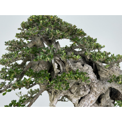 Olea europaea sylvestris -olivo acebuche- I-6923 vista 4