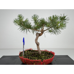 Pinus sylvestris -pino s- europeo- I-7123