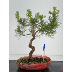 Pinus sylvestris -pino s- europeo- I-7124
