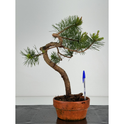 Pinus sylvestris I-7125