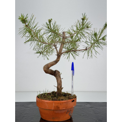 Pinus sylvestris I-7129