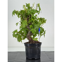 Liquidambar formosana I-7132