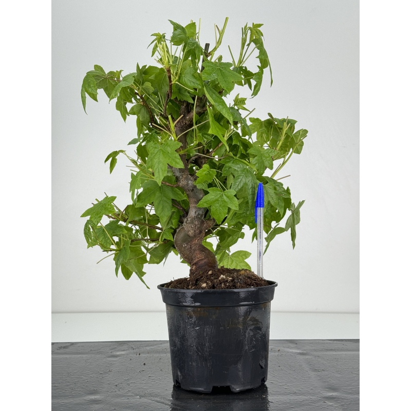 Liquidambar formosana I-7132
