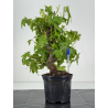 Liquidambar formosana I-7132
