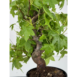 Liquidambar formosana I-7132 view 2