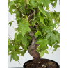 Liquidambar formosana I-7132 view 2