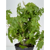 Liquidambar formosana I-7132 view 3