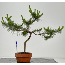 Pinus sylvestris -pino s- europeo- I-7146