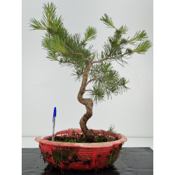 Pinus sylvestris -pino s- europeo- I-7149