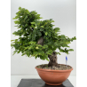 Carpinus betulus -carpe europeo- I-5931