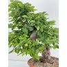 Carpinus betulus I-5931 view 2