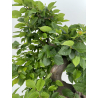 Carpinus betulus I-5931 view 4