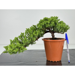 Juniperus procumbens nana -sonare-  I-7156