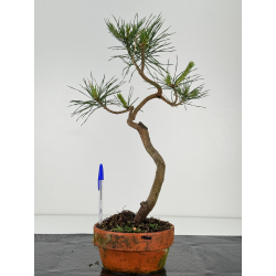 Pinus sylvestris I-7162
