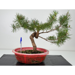 Pinus sylvestris -pino s- europeo- I-7170