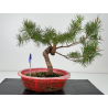 Pinus sylvestris -pino s- europeo- I-7170