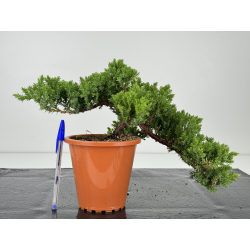 Juniperus procumbens nana -sonare-  I-7172