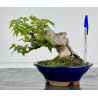Acer buergerianum I-7130