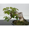 Acer buergerianum I-7130 view 2