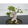 Acer buergerianum I-7130 view 3