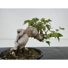 Acer buergerianum I-7130 view 4
