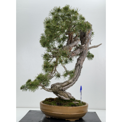 Pinus sylvestris I-7136