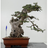 Olea europaea sylvestris I-7109