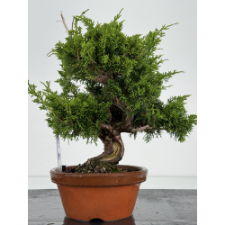 Juniperus chinensis itoigawa I-7176