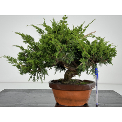 Juniperus chinensis itoigawa I-7177